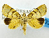 (Idioblasta - USNM ENT 01068271)  @14 [ ] Unspecified (default): All Rights Reserved  Unspecified Unspecified
