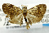  (Moca auxobathra - USNM ENT 01068288)  @14 [ ] Unspecified (default): All Rights Reserved  Unspecified Unspecified