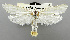  (Scirpophaga marginepunctella - USNM ENT 01068317)  @11 [ ] Unspecified (default): All Rights Reserved  Unspecified Unspecified