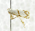  (Pseudocatharylla berberichi - USNM ENT 01068319)  @11 [ ] Unspecified (default): All Rights Reserved  Unspecified Unspecified