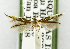  (Cosmopterix diandra - USNM ENT 01068325)  @14 [ ] Unspecified (default): All Rights Reserved  Unspecified Unspecified