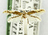  (Cosmopterix aphranassa - USNM ENT 01068327)  @11 [ ] Unspecified (default): All Rights Reserved  Unspecified Unspecified