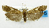  (Chrysoscota sp. USNM2 - USNM ENT 01068368)  @13 [ ] Unspecified (default): All Rights Reserved  Unspecified Unspecified
