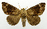  (Bastilla dentilinea - USNM ENT 01068445)  @14 [ ] Unspecified (default): All Rights Reserved  Unspecified Unspecified