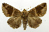  (Bastilla subacuta - USNM ENT 01068446)  @14 [ ] Unspecified (default): All Rights Reserved  Unspecified Unspecified
