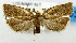  (Dichelopa ceramocausta - USNM ENT 01068705)  @11 [ ] Unspecified (default): All Rights Reserved  Unspecified Unspecified
