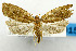  (Dichelopa amorpha - USNM ENT 01068707)  @14 [ ] Unspecified (default): All Rights Reserved  Unspecified Unspecified