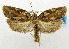  (Dichelopa exulcerata - USNM ENT 01068713)  @11 [ ] Unspecified (default): All Rights Reserved  Unspecified Unspecified