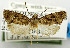  (Thaumatotibia chaomorpha - USNM ENT 01068718)  @11 [ ] Unspecified (default): All Rights Reserved  Unspecified Unspecified