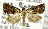  (Thaumatotibia encarpa - USNM ENT 01068719)  @11 [ ] Unspecified (default): All Rights Reserved  Unspecified Unspecified
