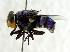  (Chrysomya marginalis - USNM ENT 01068804)  @13 [ ] Unspecified (default): All Rights Reserved  Unspecified Unspecified