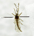  (Aedes mcintoshi - USNM ENT 01068816)  @11 [ ] Unspecified (default): All Rights Reserved  Unspecified Unspecified