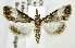  (Autocharis albiplaga - USNM ENT 01068930)  @14 [ ] Unspecified (default): All Rights Reserved  Unspecified Unspecified