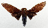 ( - USNM ENT 01068966)  @14 [ ] Unspecified (default): All Rights Reserved  Unspecified Unspecified