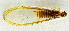  (Pseudacanthotermes - USNM ENT 01068972)  @13 [ ] Unspecified (default): All Rights Reserved  Unspecified Unspecified
