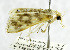  (Obtusipalpis citrina - USNM ENT 01069051)  @13 [ ] Unspecified (default): All Rights Reserved  Unspecified Unspecified
