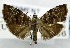  ( - USNM ENT 01069132)  @11 [ ] Unspecified (default): All Rights Reserved  Unspecified Unspecified