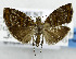  ( - USNM ENT 01069133)  @11 [ ] Unspecified (default): All Rights Reserved  Unspecified Unspecified