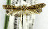  (Phereoeca allutella - USNM ENT 01069142)  @13 [ ] Unspecified (default): All Rights Reserved  Unspecified Unspecified