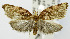  (Cryptolechia - USNM ENT 01069182)  @15 [ ] Unspecified (default): All Rights Reserved  Unspecified Unspecified