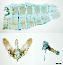  ( - USNM ENT 00798718a)  @11 [ ] CreativeCommons - Attribution Share-Alike (2016) Unspecified National Museum of Natural History, Smithsonian Institution