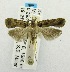  (Dichomeris nr. marmorata - USNM ENT 00192068)  @15 [ ] Unspecified (default): All Rights Reserved  Unspecified Unspecified