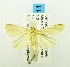  ( - USNM ENT 00193333)  @12 [ ] Unspecified (default): All Rights Reserved  Unspecified Unspecified