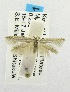  (Scythris mpalensis - USNM ENT 00194398)  @13 [ ] Unspecified (default): All Rights Reserved  Unspecified Unspecified