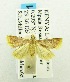  (Pyrausta flavimarginalis - USNM ENT 00194753)  @13 [ ] Unspecified (default): All Rights Reserved  Unspecified Unspecified