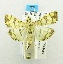 (Pardomima sp - USNM ENT 00194926)  @12 [ ] Unspecified (default): All Rights Reserved  Unspecified Unspecified