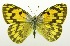  (Colotis sp - USNM ENT 00195195)  @15 [ ] Unspecified (default): All Rights Reserved  Unspecified Unspecified