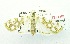  (Obtusipalpis pardalis - USNM ENT 00195725)  @12 [ ] Unspecified (default): All Rights Reserved  Unspecified Unspecified