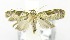  (Dilophothripa sp. AAN2872 - USNM ENT 00511376)  @14 [ ] Unspecified (default): All Rights Reserved  Unspecified Unspecified