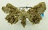  (Pangrapta sp. AAE3246 - USNM ENT 00515268)  @13 [ ] Unspecified (default): All Rights Reserved  Unspecified Unspecified