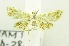  (Musotima sp. AAH3197 - USNM ENT 00662708)  @13 [ ] Unspecified (default): All Rights Reserved  Unspecified Unspecified