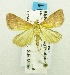  (Pyrausta diatoma - USNM ENT 00676280)  @13 [ ] Unspecified (default): All Rights Reserved  Unspecified Unspecified