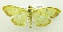  (Pyrausta diniasalis - USNM ENT 00676283a)  @15 [ ] Unspecified (default): All Rights Reserved  Unspecified Unspecified