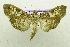  (Pyrausta gemmiferalis - USNM ENT 00676296)  @14 [ ] Unspecified (default): All Rights Reserved  Unspecified Unspecified