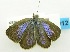  (Zizeeria knysna - USNM ENT 00676412)  @13 [ ] Unspecified (default): All Rights Reserved  Unspecified Unspecified