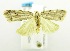  (Eugoa africana - USNM ENT 00676423)  @12 [ ] Unspecified (default): All Rights Reserved  Unspecified Unspecified