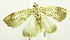  (Crocidolomia pavonana - USNM ENT 00676551)  @14 [ ] Unspecified (default): All Rights Reserved  Unspecified Unspecified