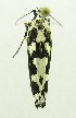  (Ethmia melanocrates - USNM ENT 00676693)  @12 [ ] Unspecified (default): All Rights Reserved  Unspecified Unspecified