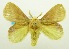  (Craspia - USNM ENT 00676699)  @15 [ ] Unspecified (default): All Rights Reserved  Unspecified Unspecified