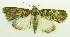  (Proconis abrostoloides - USNM ENT 00676956)  @14 [ ] Unspecified (default): All Rights Reserved  Unspecified Unspecified