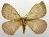  (Hoplojana rhodoptera - USNM ENT 00718780)  @14 [ ] Unspecified (default): All Rights Reserved  Unspecified Unspecified