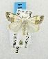  (Negeta luminosa - USNM ENT 00718817)  @14 [ ] Unspecified (default): All Rights Reserved  Unspecified Unspecified