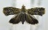  (Eucosmocydia pancoviana - USNM ENT 00718956)  @12 [ ] Unspecified (default): All Rights Reserved  Unspecified Unspecified