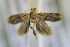  (Eucosmocydia chlorobathra - USNM ENT 00718981)  @12 [ ] Unspecified (default): All Rights Reserved  Unspecified Unspecified