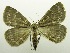  (Osericana - USNM ENT 00719578)  @13 [ ] Unspecified (default): All Rights Reserved  Unspecified Unspecified