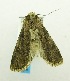  ( - USNM ENT 00719607)  @13 [ ] Unspecified (default): All Rights Reserved  Unspecified Unspecified